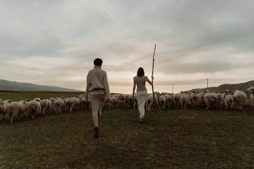 Back View o Women Walking on a Pasture with a Flock of Sheep 