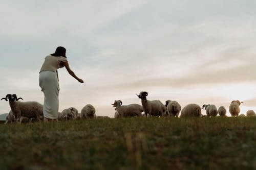 一群動物, 女人, 牧羊人 的 免費圖庫相片