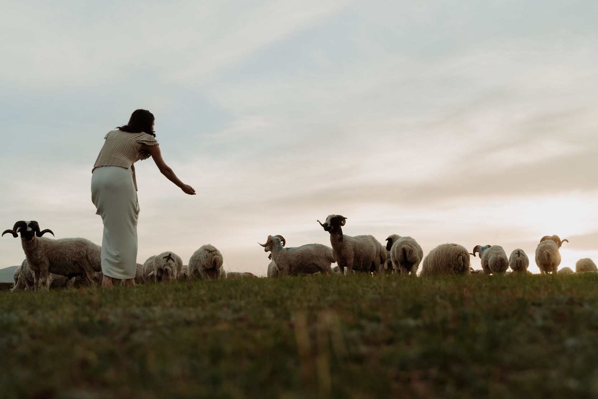 A woman feeding a herd of sheep on green pasture at sunset