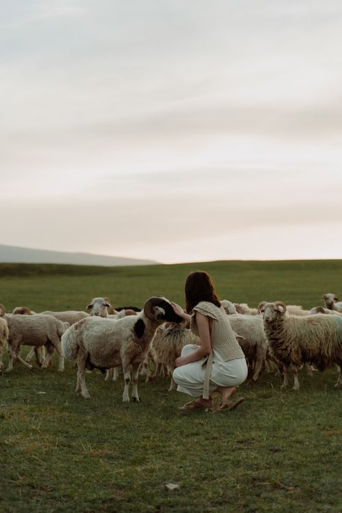 Free A woman sitting among a herd of sheep in a serene green pasture during daylight. Stock Photo