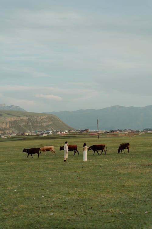 Two People near Cows on a Grassland 