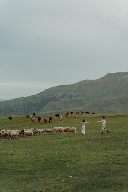 Безкоштовне стокове фото на тему «вівчарка, жінки, корови»