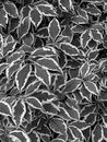 Green and White Leaves Plant