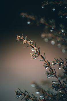 Macro shot of a dew-covered plant branch with a soft, blurred background.