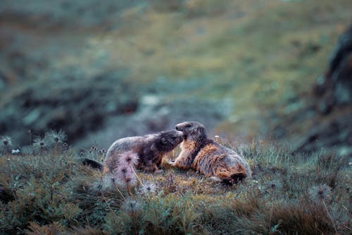 Foto d'estoc gratuïta de a l'aire lliure, animal, bufó