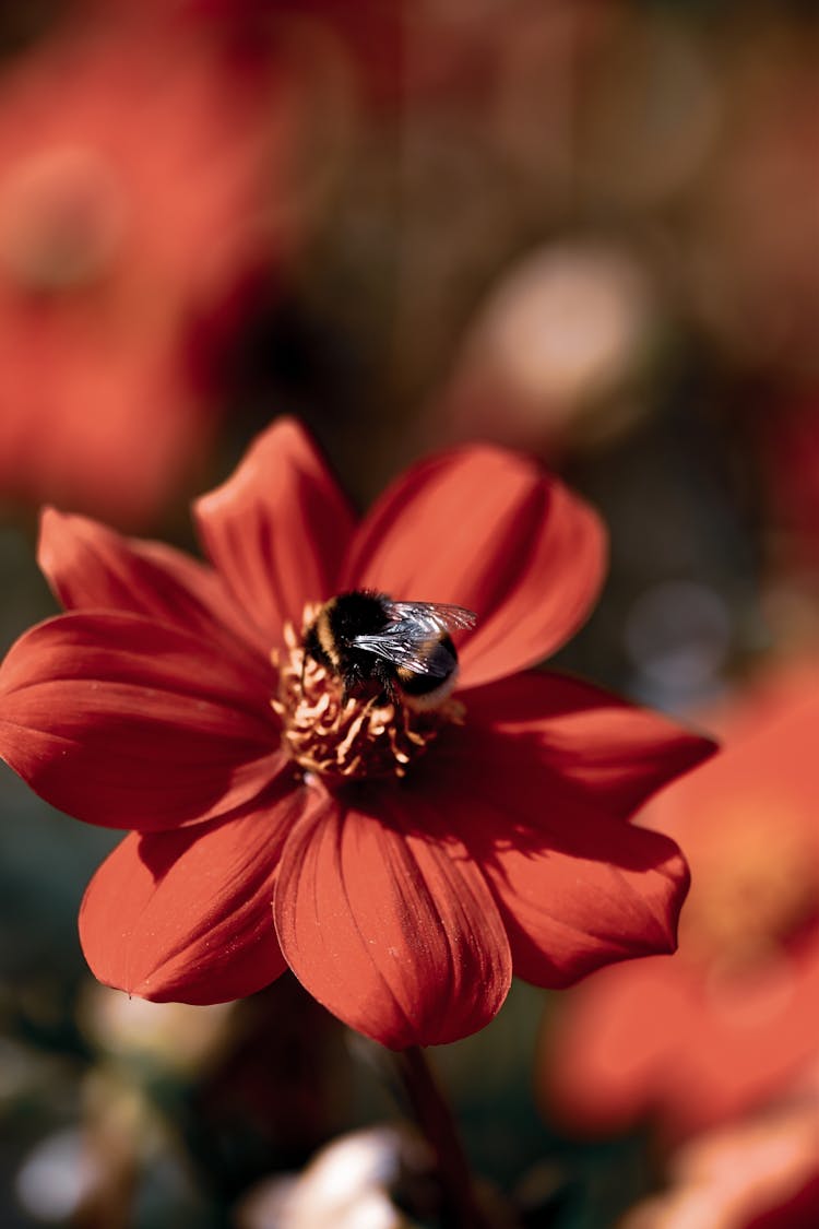 Bee Perched On A Red Flower