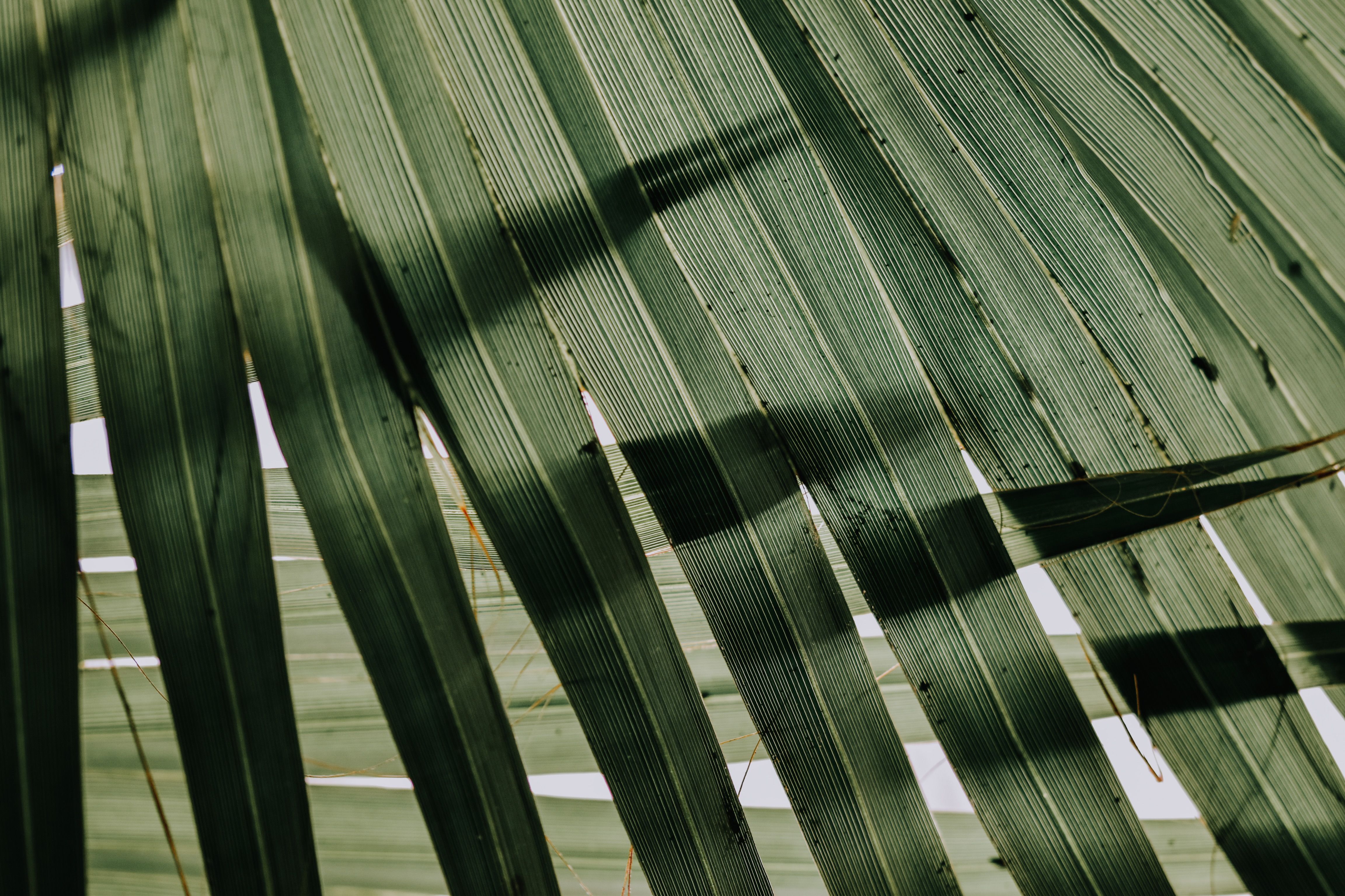 Macro shot of vivid green palm leaf — each psychedelic plant contains distinct active alkaloids that act on different receptor systems in the human brain