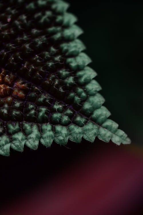 Close Up Photo of a Leaf