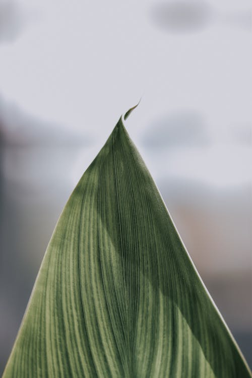 Imagine de stoc gratuită din fotografie macro, frunză verde