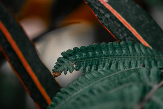Detailed close-up of fern leaves with striking red stripes on a green background.