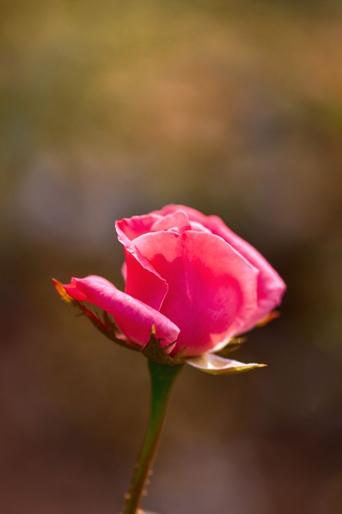 Free A beautiful pink rose in full bloom captured with a soft focus background, highlighting its delicate petals. Stock Photo