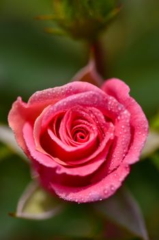Beautiful close-up of a blooming pink rose with fresh dew drops on its petals.