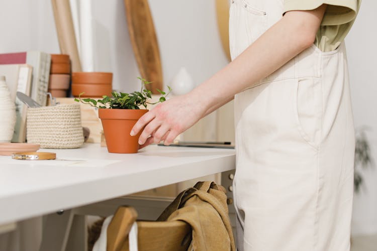 Person Placing A Potted Plant On Table