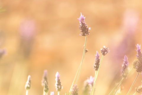 Artwork for Blending Wellness, Innovation, and Scent Therapy for the Modern World – Daniel Hartshorn