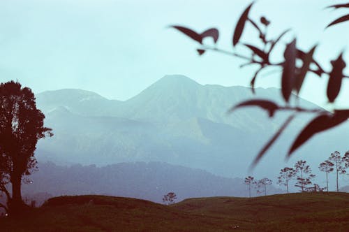 Darmowe zdjęcie z galerii z drzewa, fotografia przyrodnicza, góry