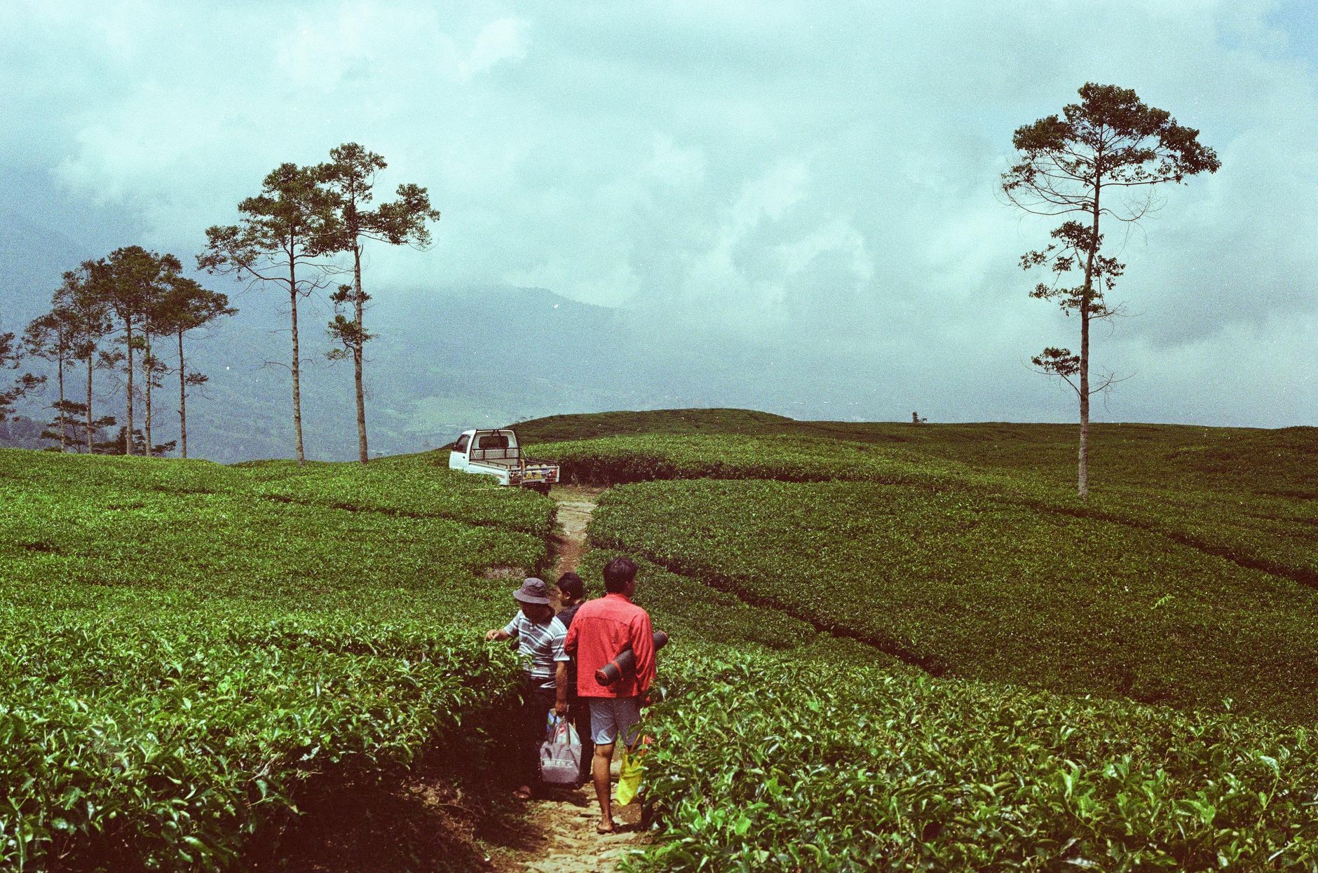 Pemandangan kebun teh berkabut di kawasan Ciwidey Rancabali Bandung Pemandangan kebun teh berkabut di kawasan Ciwidey Rancabali Bandung