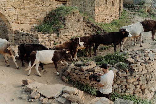 Camera Man shooting the Cows 