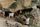 animals video