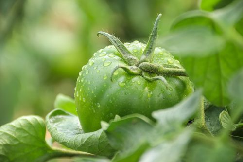 Free Fresh green tomato with dewdrops on the vine, showing nature's beauty. Stock Photo