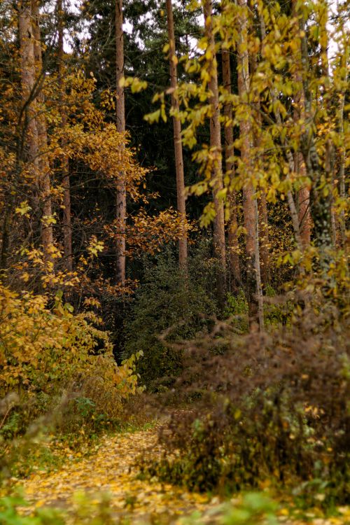Free Tranquil forest scene with tall trees and a path blanketed by autumn leaves. Stock Photo