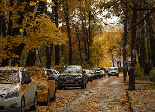 Photos gratuites de arbres, automne, automobile