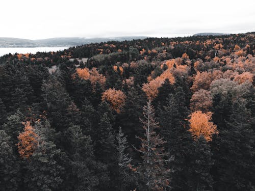 Aerial Shot of Forest Trees 