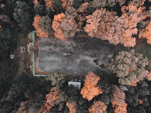 Aerial View of Coniferous Trees 