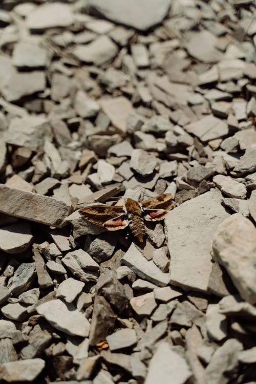 Free Detailed view of a moth resting on rocky terrain, showcasing natural textures. Stock Photo
