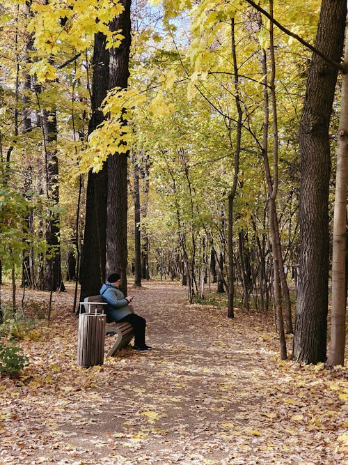 Imagine de stoc gratuită din arbori, bancă, cale