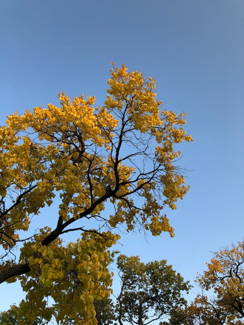 Tree with Yellow Leaves Under Blue Sky