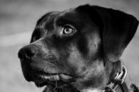 Grayscale Photo of Short Coated Dog