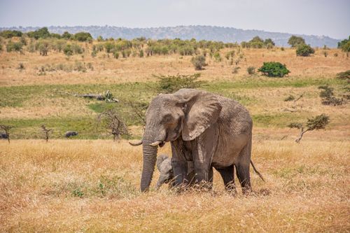 Free A herd of African elephants roaming the golden grasslands of Tanzania, highlighting wildlife beauty. Stock Photo