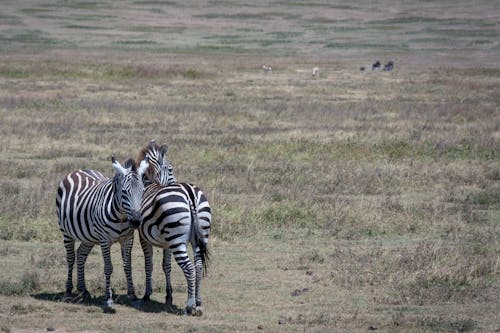 Zebras Standing on a Green Grass Field
