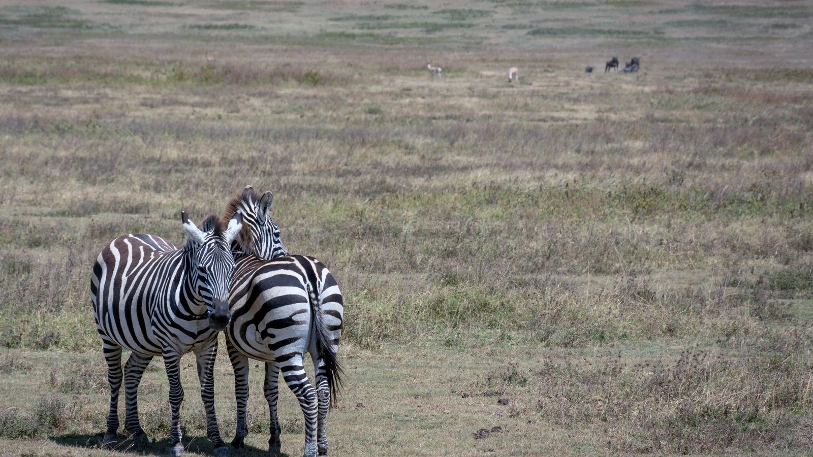 Zebras standing on a green grass field, Tanzania