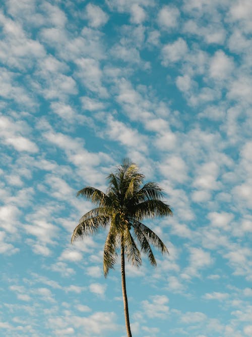 Ilmainen kuvapankkikuva tunnisteilla kookospalmu, pystysuuntainen laukaus, sininen taivas