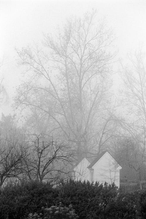 Thick Fog Covering the Bare Trees 