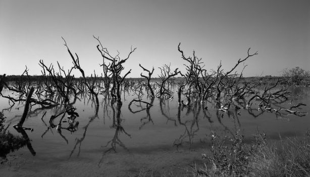 Snag Trees on a Swamp