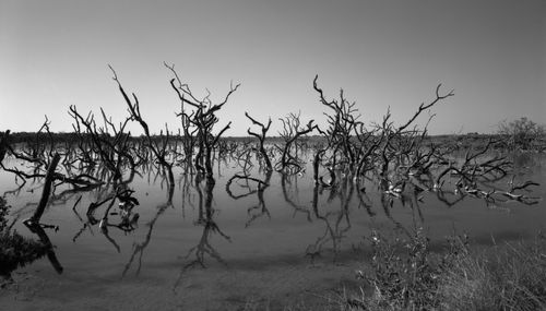 Free Eerie black and white swamp scene with dead tree reflections in Titusville, FL. Stock Photo