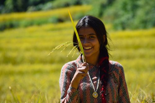 Free Smiling young woman with braided hair in a vibrant wheat field on a sunny day. Stock Photo