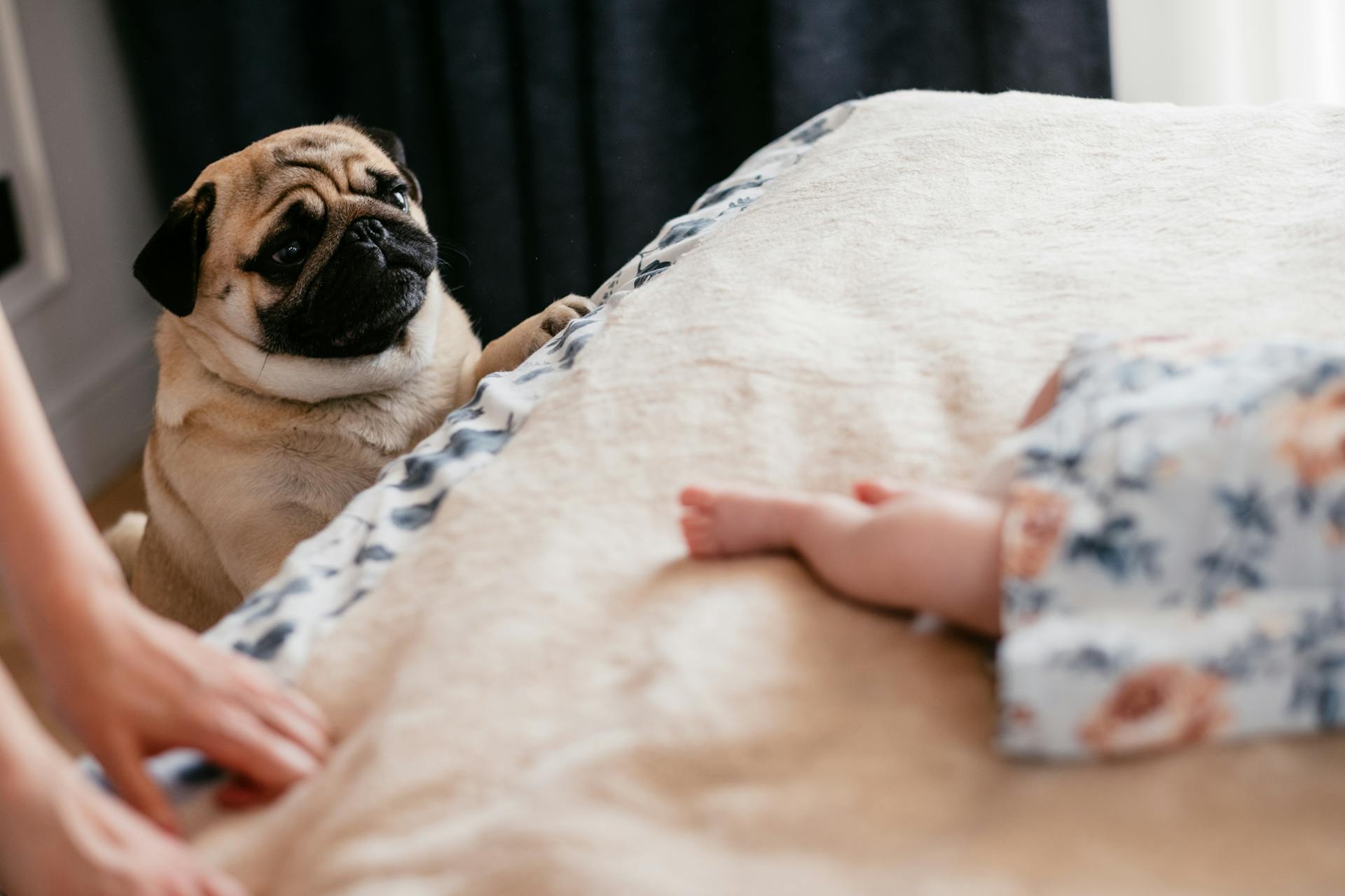 Adorable Pug beside a Bed