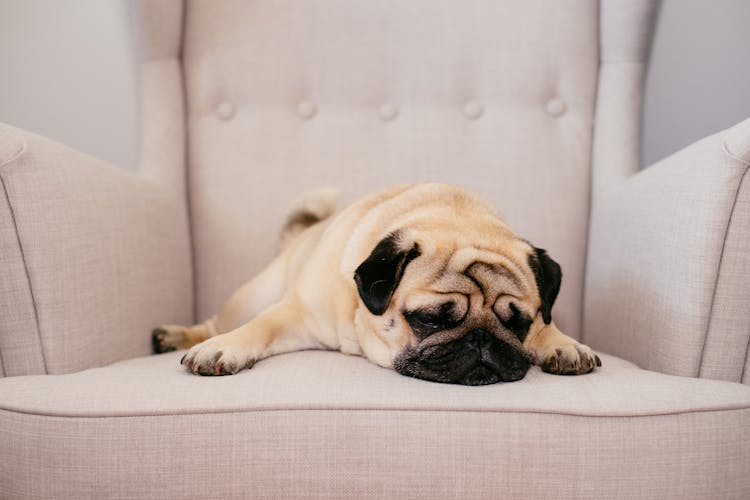 Pug Sleeping In Armchair