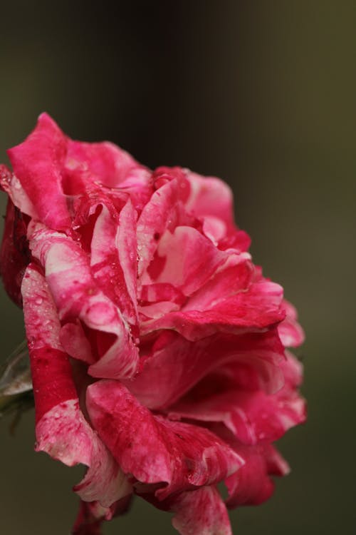 Základová fotografie zdarma na téma dešťové kapky, kvetoucí, kytka