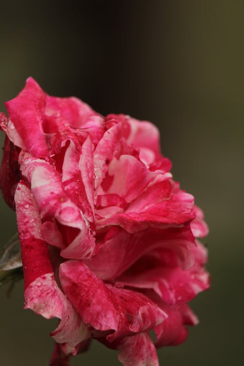 Foto profissional grátis de flor, floração, fotografia de pequenos seres