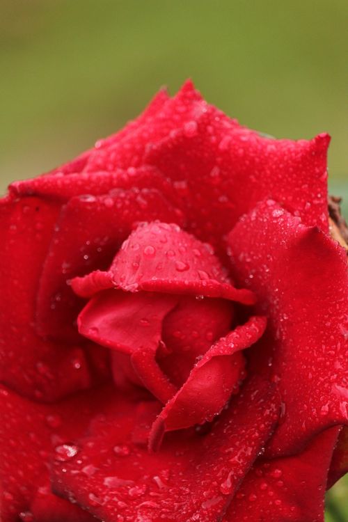 Free Stunning macro shot of a red rose with glistening raindrops on its petals. Stock Photo