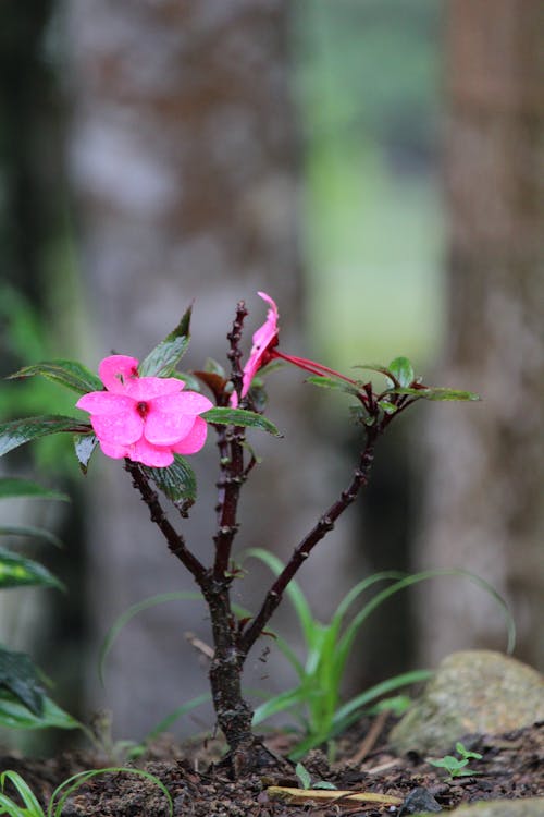 Kostnadsfri bild av anläggning, blommor, blomning