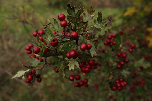 Red Round Fruits on Tree