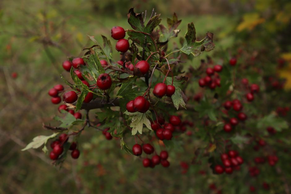Калина: користь, вирощування та застосування у 2026 — red kalina berries natural medicine