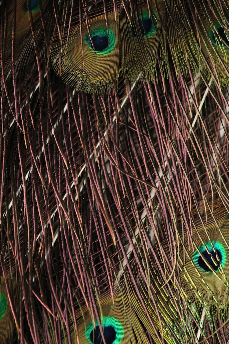 Green And Blue Peacock Feather