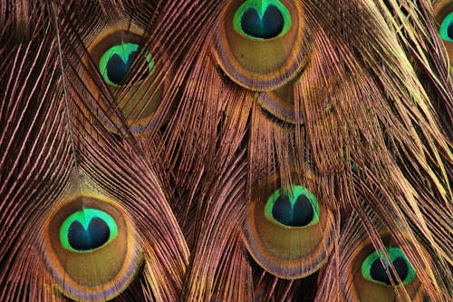 Free Blue and Brown Peacock Feather Stock Photo