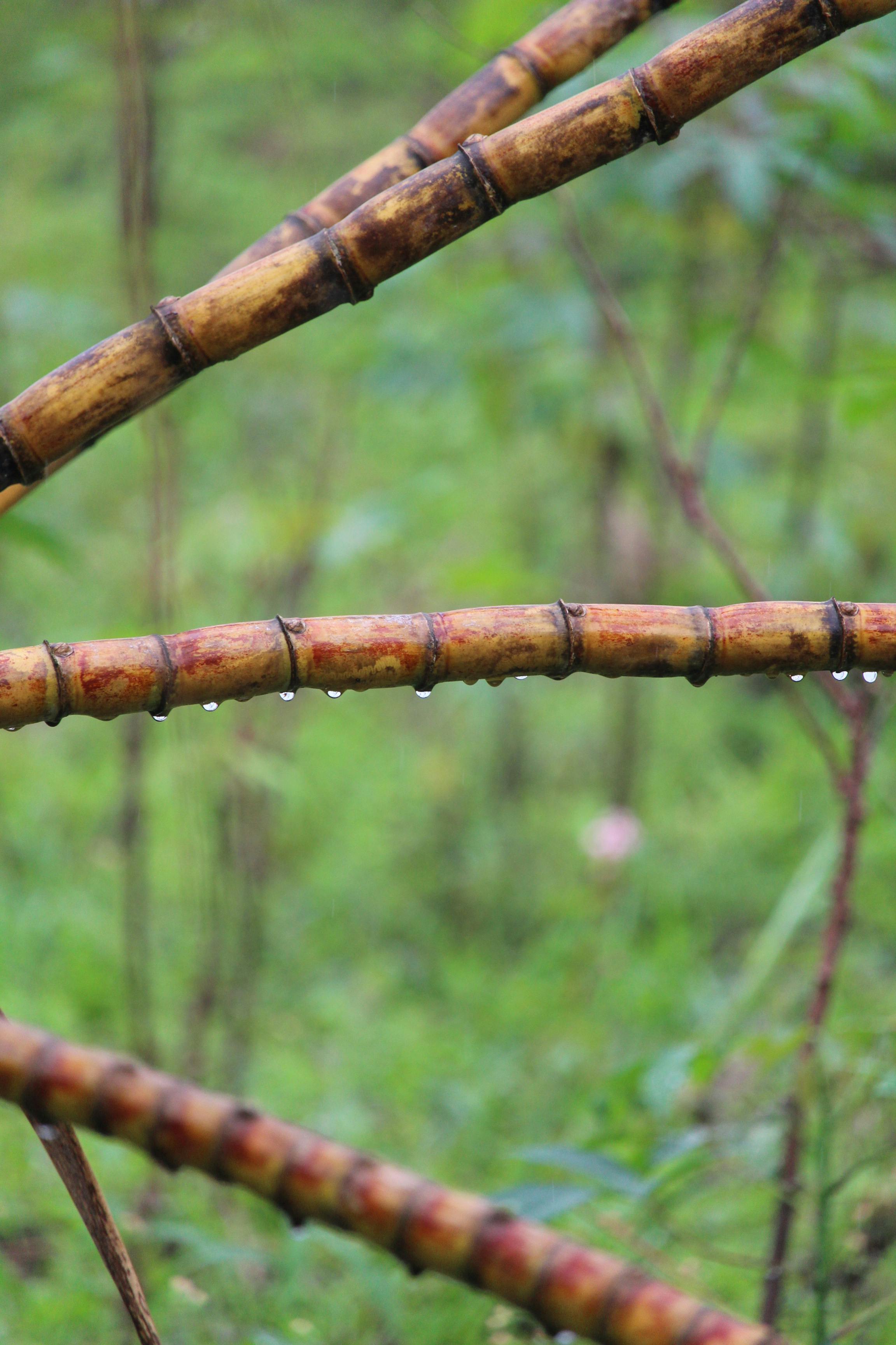 Women footballers in action on the pitch